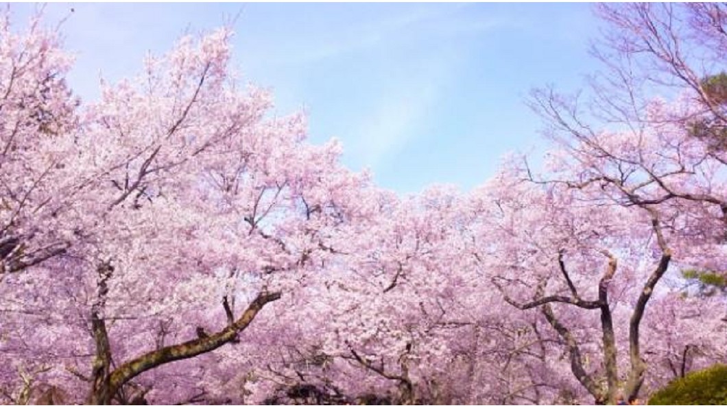 春天來了!粉紅浪漫來襲 來去日本賞櫻