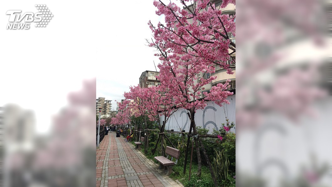 竹市汀甫圳櫻花盛開 民眾瘋拍照打卡