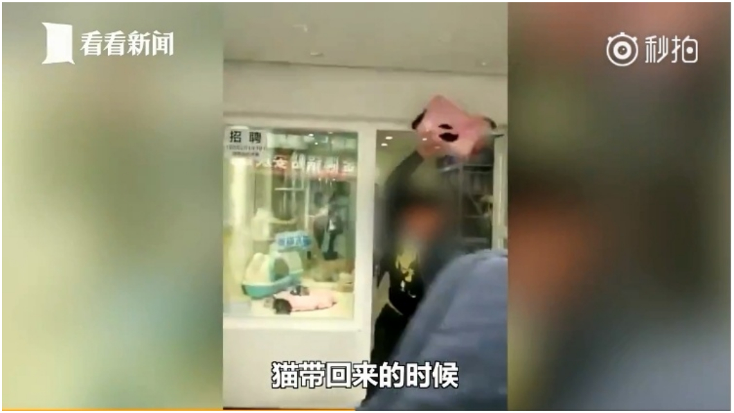 影/渣男拒付寄養費 狠摔小貓3次「斷脖死」