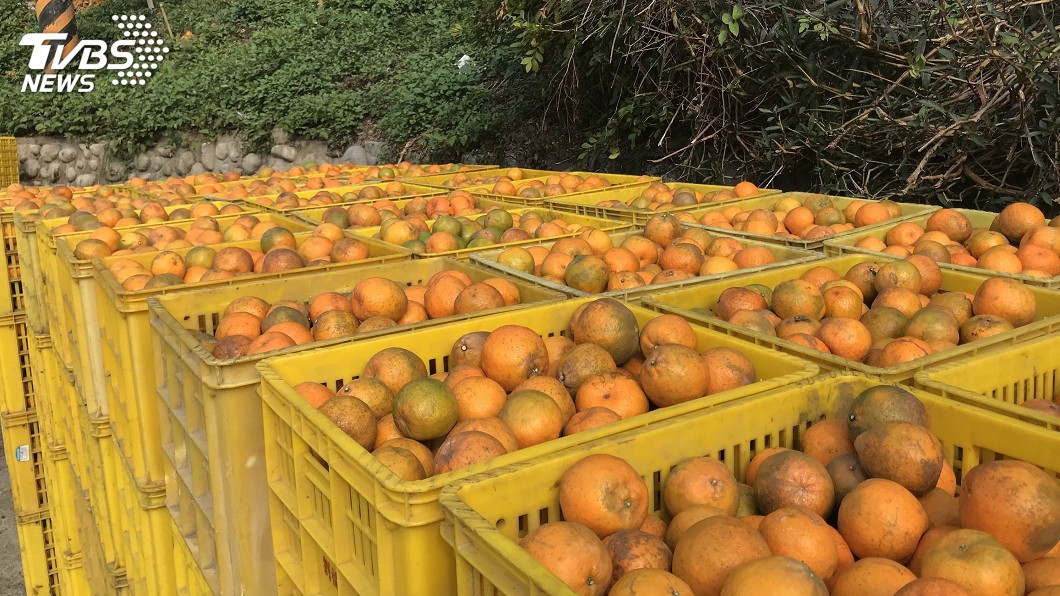 台中椪柑成功行銷加拿大 買家來台採購