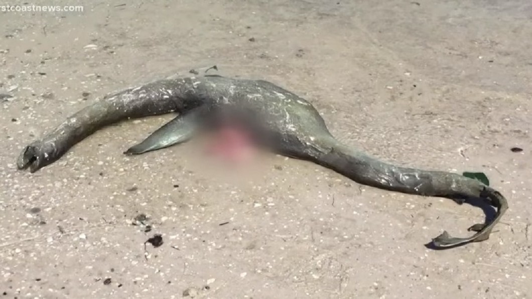 尼斯湖水怪現蹤?父子驚見不明「長頸」生物陳屍海灘