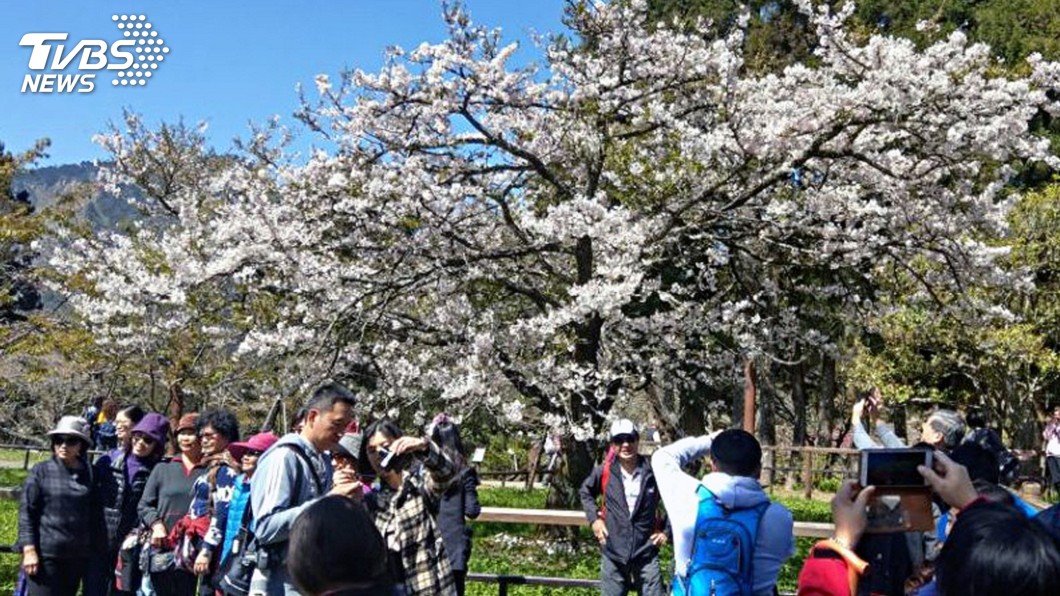 櫻王滿開!阿里山花季登場 賞花要趁早