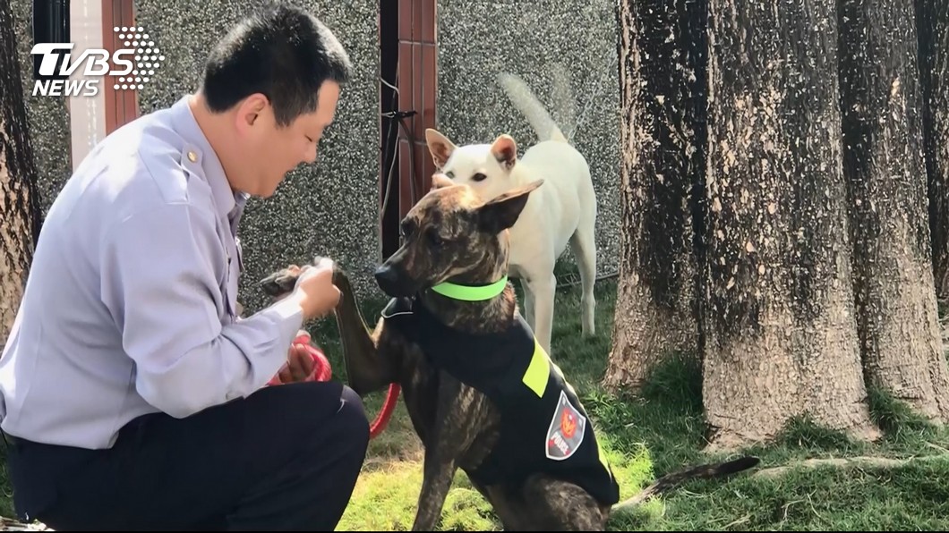 波麗士警犬「霸王」人氣高 紅到NHK都來拍