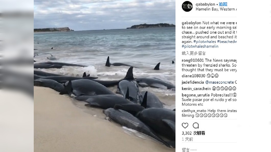 難過！上百鯨魚擱淺海灘死亡　僅剩15隻畫面震撼