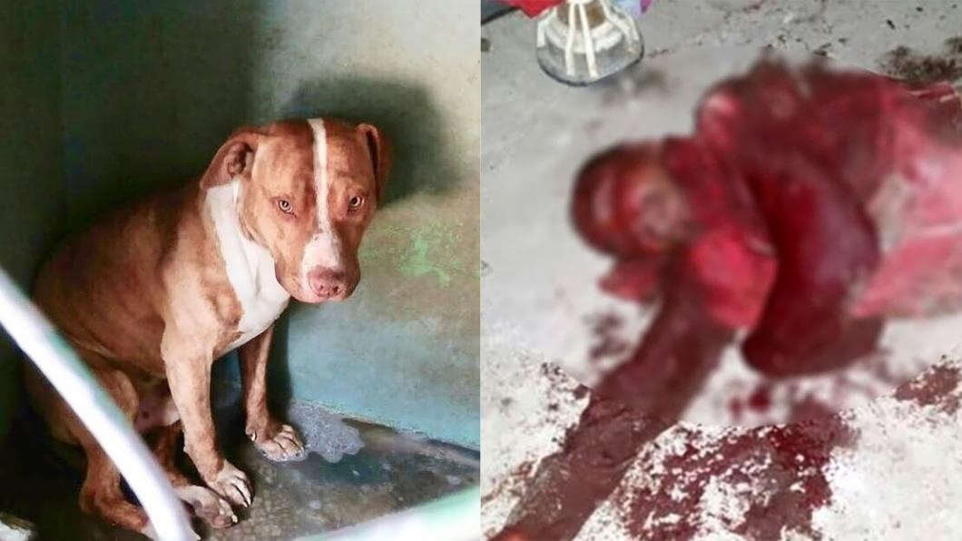 倒楣小偷慘遇比特犬 「耳朵嚼爛咬下」重傷倒血泊