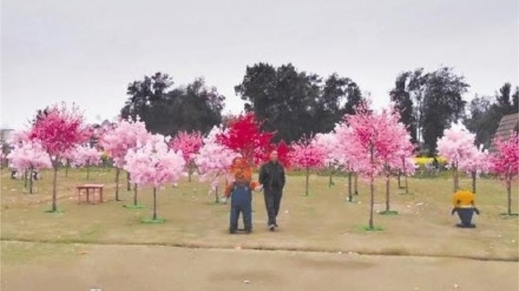 陸「櫻花節」搞山寨　現場滿滿塑膠花氣炸遊客