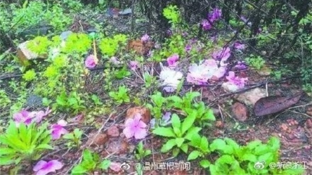 園內滿地的塑膠櫻花瓣,讓興高彩烈前往賞櫻的遊客撲空。圖/翻攝自微博