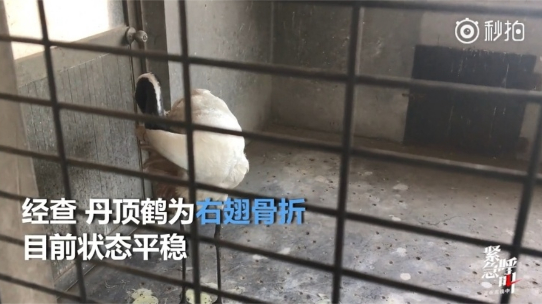 丹頂鶴經過治療後已無大礙。圖/翻攝自微博