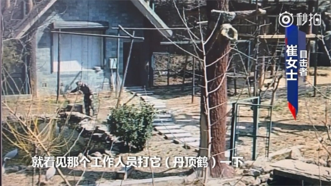 石家莊動物園飼養員因被丹頂鶴咬,就拿棍棒把丹頂鶴打到爆血。圖/翻攝自微博