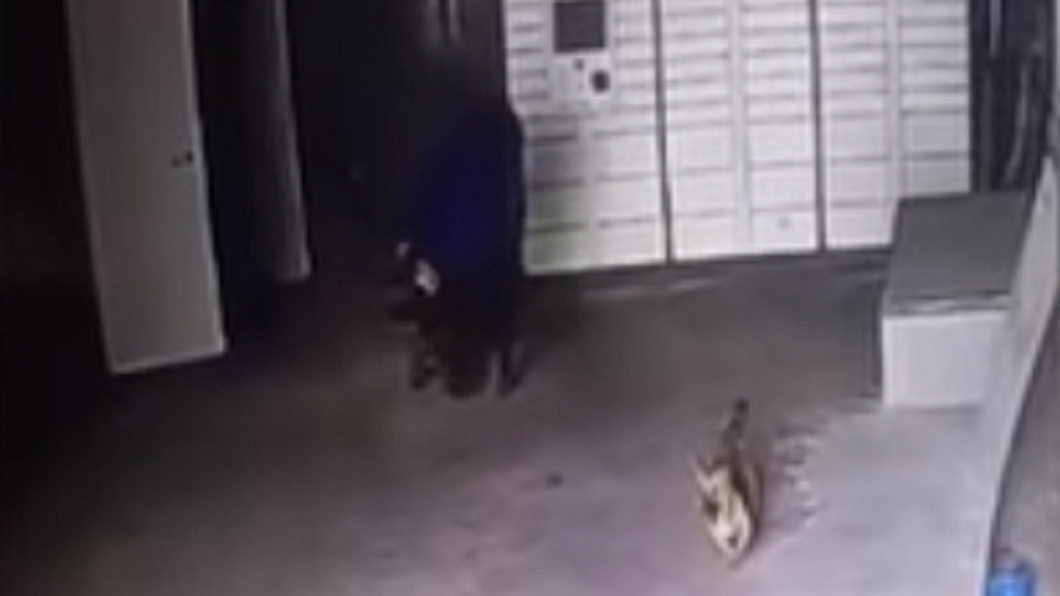 男童遭到惡犬襲擊,導致縫了1百多針。圖/翻攝自《澎湃新聞網》