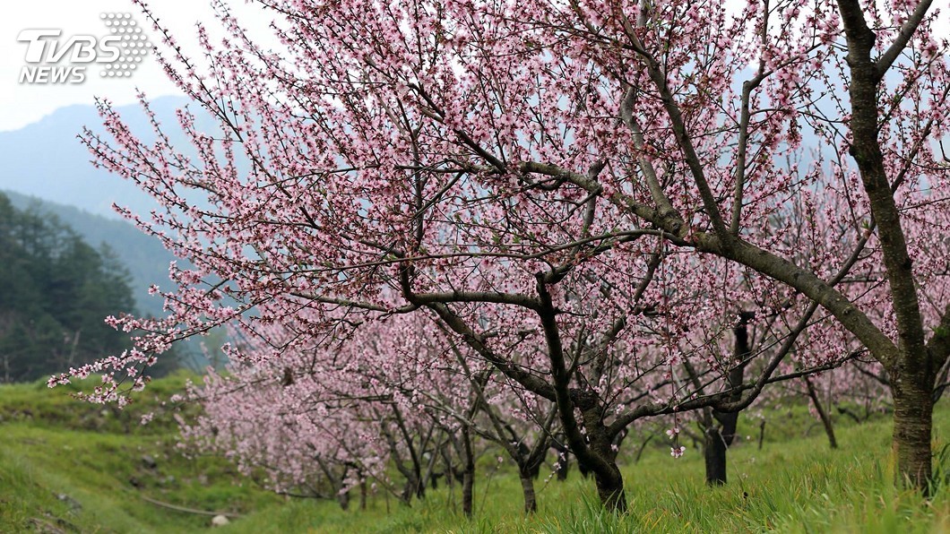 一抹嫣紅點綴翠綠山頭　上山迎春風賞桃花