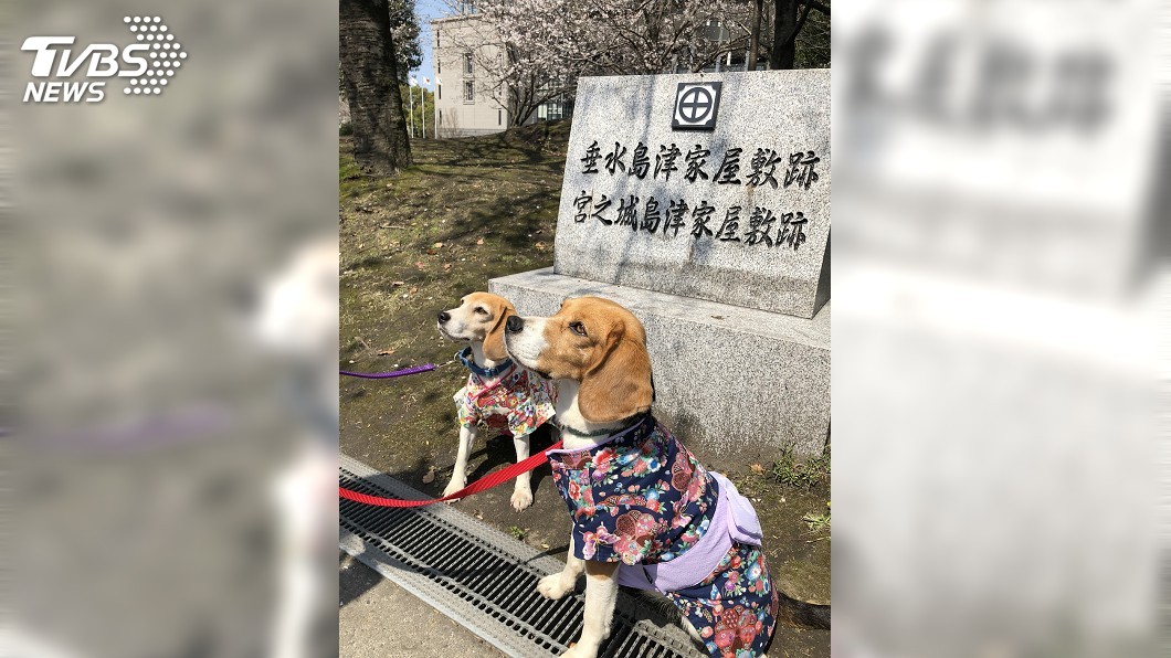 台灣火蟻偵測犬首度登日秀本領 超吸睛