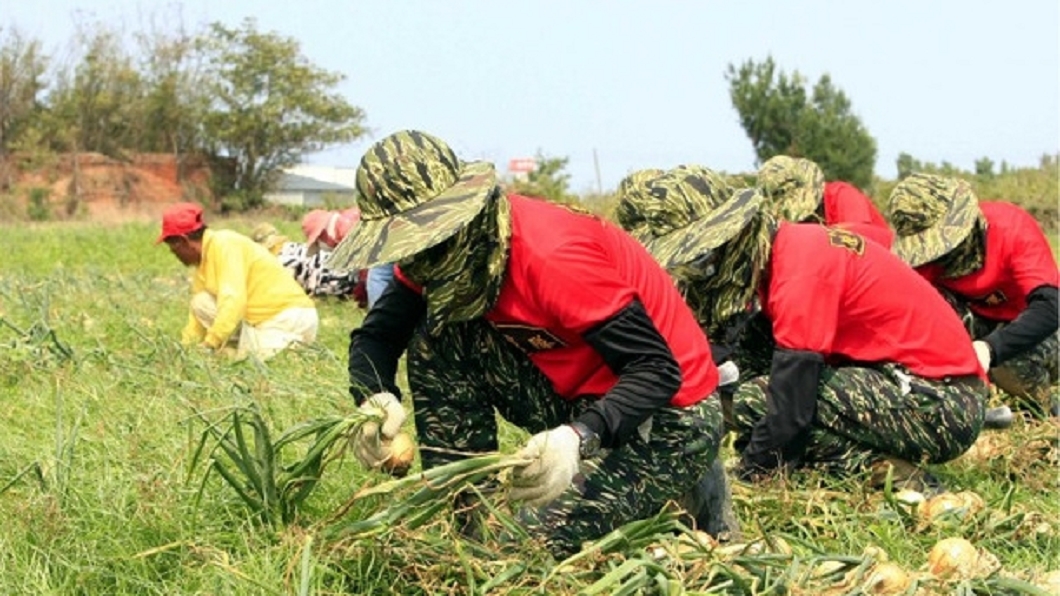 陸戰隊助收洋蔥 基層譙:田裡只有兵沒工人
