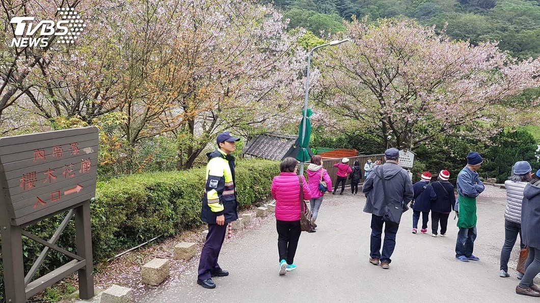 陽明山平等里櫻花盛開 警推3交通措施