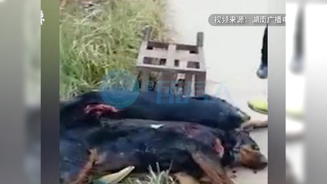鄰居即時發現後趕緊打死羅威那犬將男童送醫。圖/翻攝《澎湃新聞》