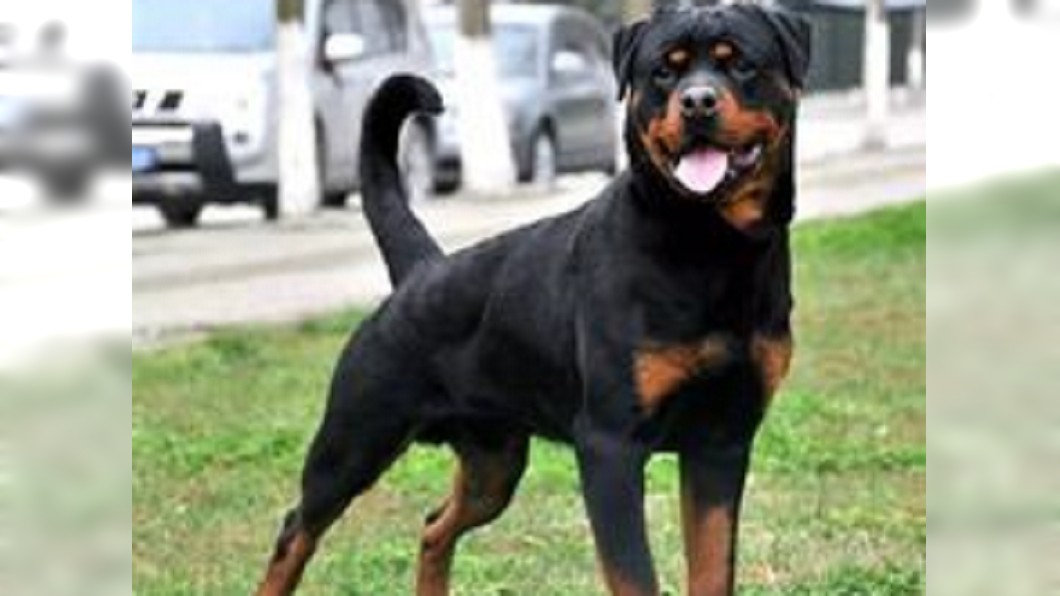 大型猛犬如果未被馴化,一般會將陌生闖入者視作外來威脅。圖/翻攝百度