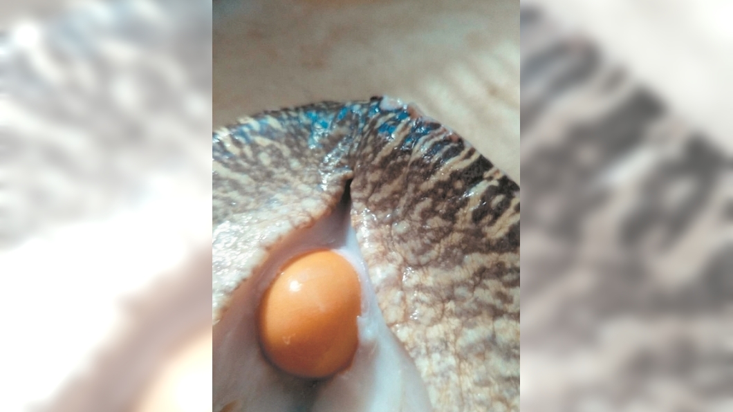 花千元買海鮮下酒 切開一看竟爽賺8千萬