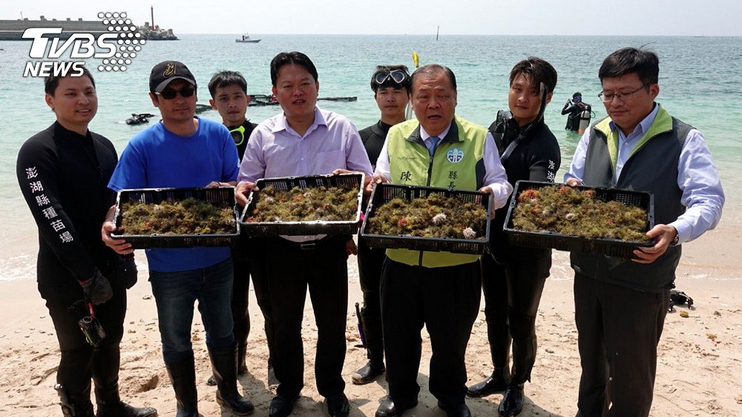 復育漁業永續　澎湖放流馬糞海膽