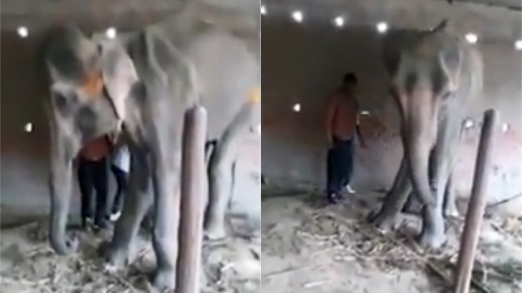 影/母象餓到皮包骨站不穩 飼主殘酷虐待活活打死