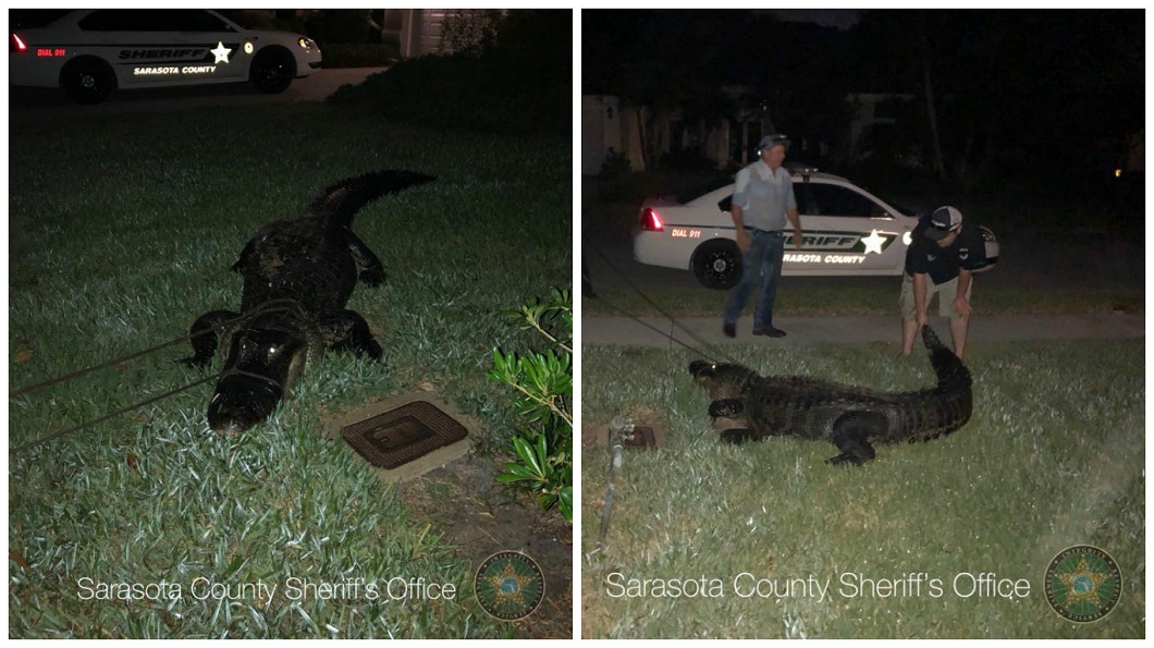 當地警方獲報趕到現場將這隻短吻鱷制伏。(圖/翻攝自Sarasota County (FL) Sheriff's Office臉書粉絲團)
