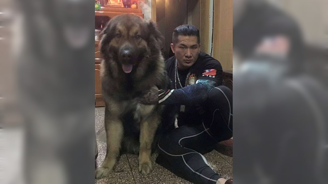 「大雄」為高加索犬，是世界上體型最大的犬類。圖／翻攝自飆捍臉書