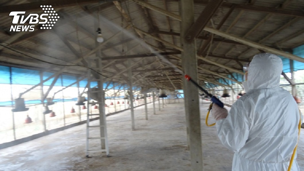 雲林鵝場染H5N2 撲殺974隻