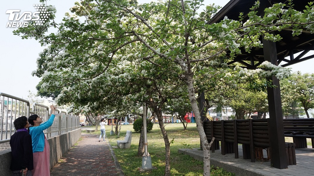 踏青趣！春暖花開　中市多處群花爭豔