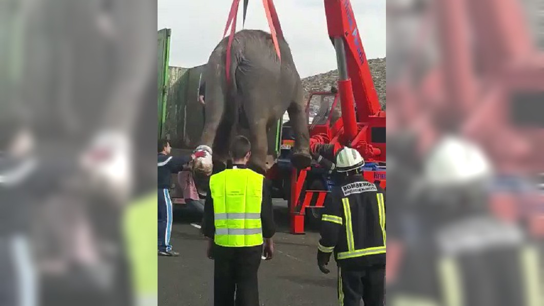 4隻大象公路趴趴走! 奇異車禍大象冤死