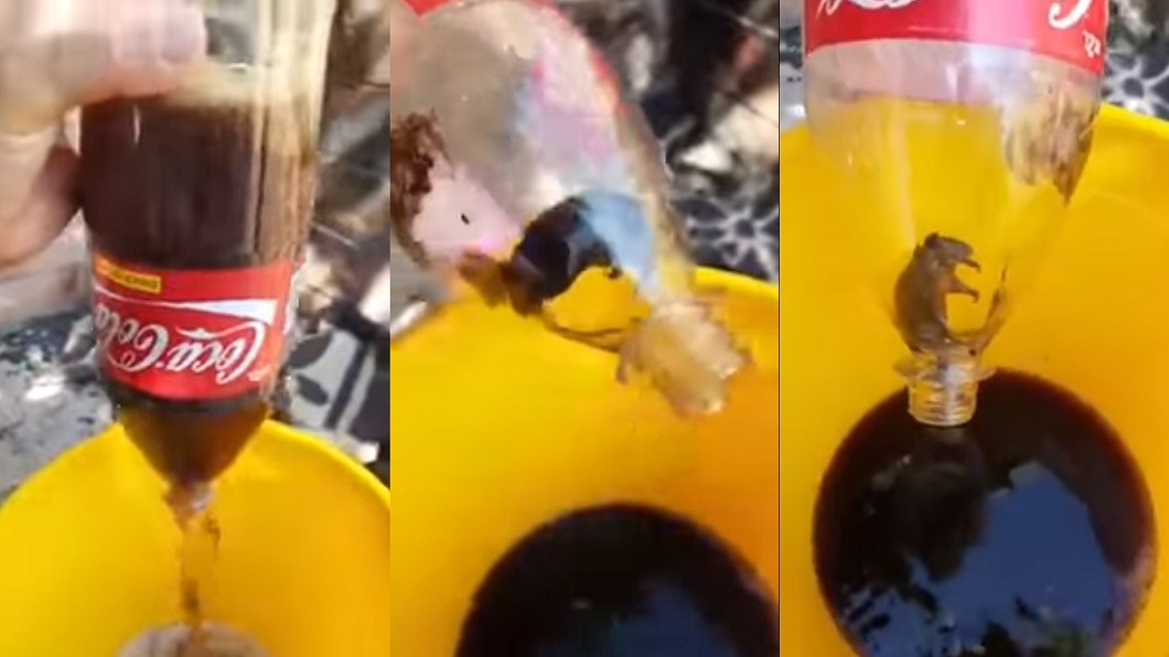 噁!喝可樂驚見死老鼠 屍首完整