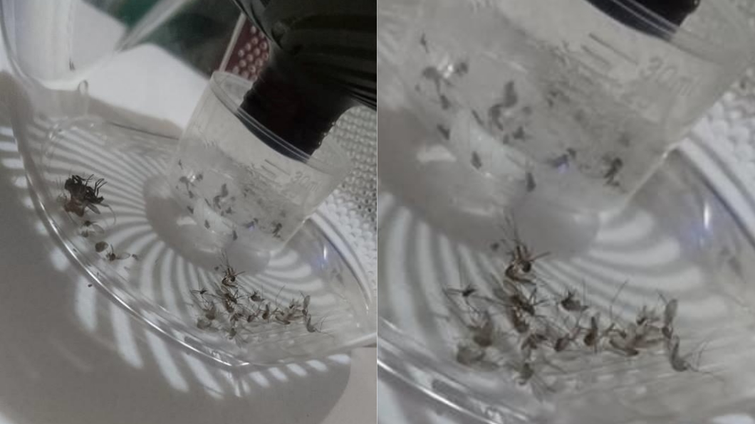 有救了!網友分享妙招 一晚蚊子屍體「堆成山」