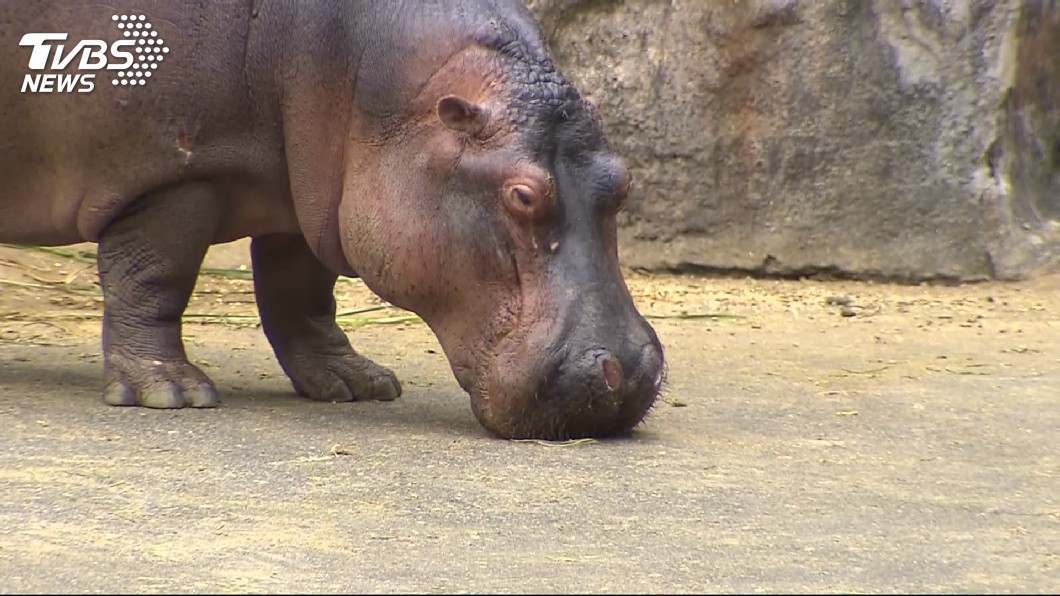 議員指動物園髒亂標示不清 柯文哲允整體改進