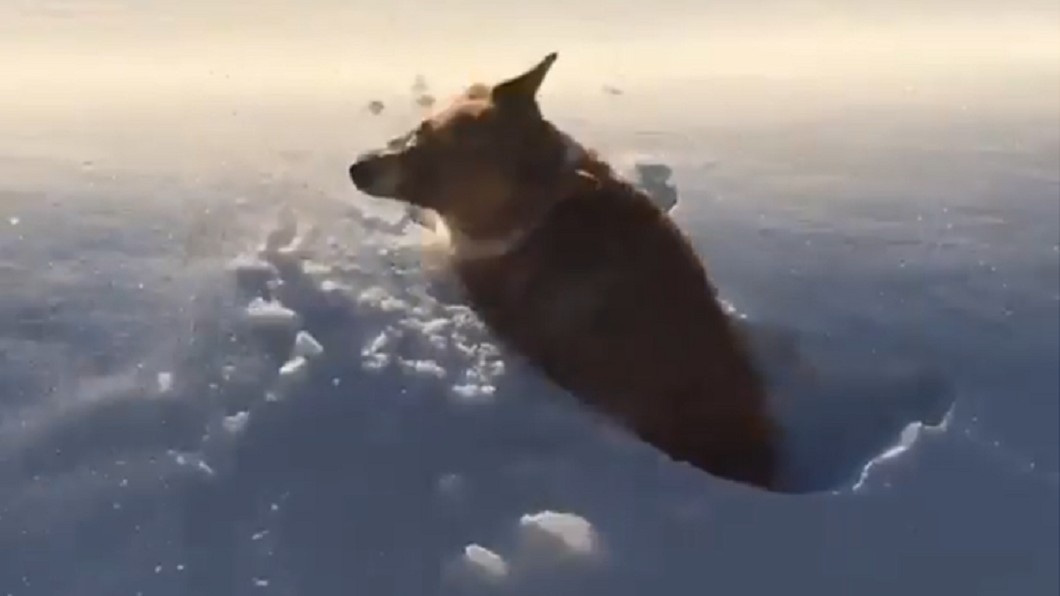 雪地反光造成錯覺,讓不少網友以為飼主殘忍地「將柯基懸空丟出雲端中」。圖/翻攝IG