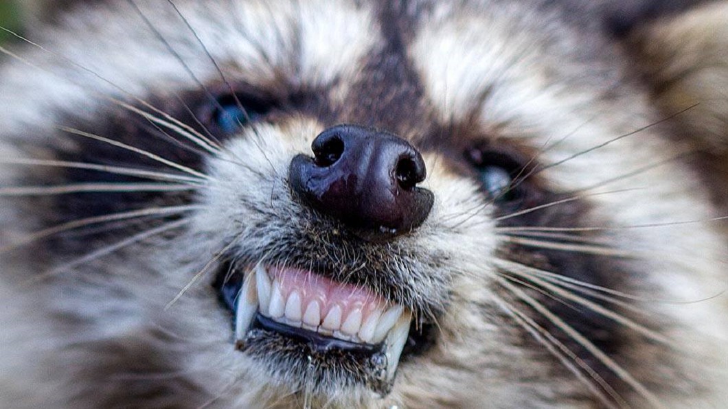 美國驚見「殭屍浣熊」 齜牙裂嘴引恐慌