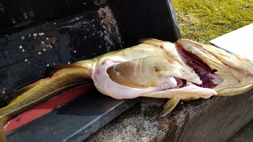 海洋變大型垃圾場?鱈魚腹內驚見1.5公升塑膠瓶