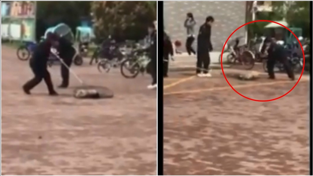 動彈不得!校警出手棍打流浪犬媽媽 學生:他很溫順
