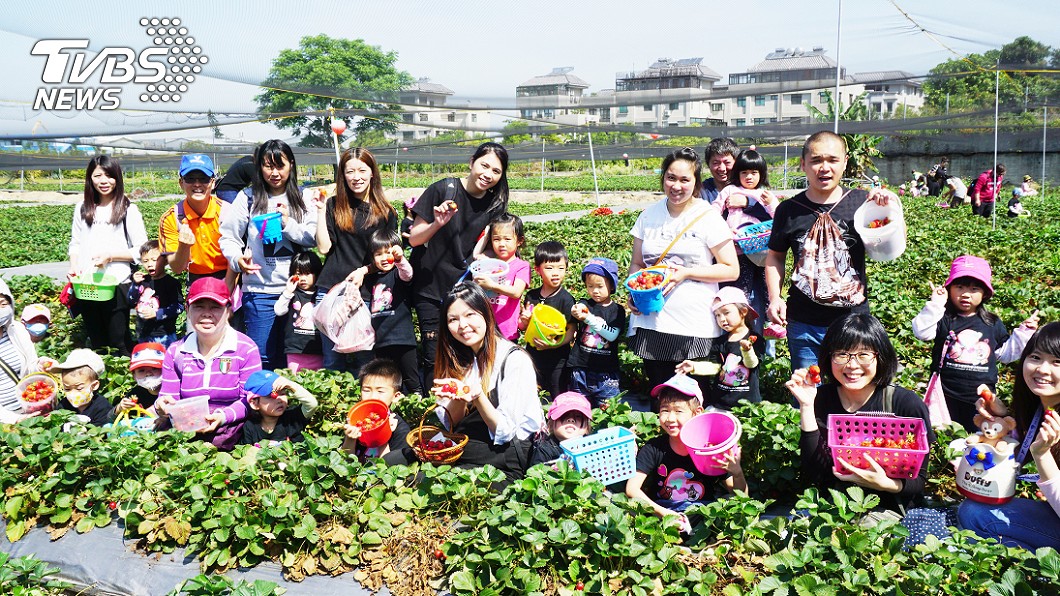甜美回憶　學童採草莓體驗田園生活