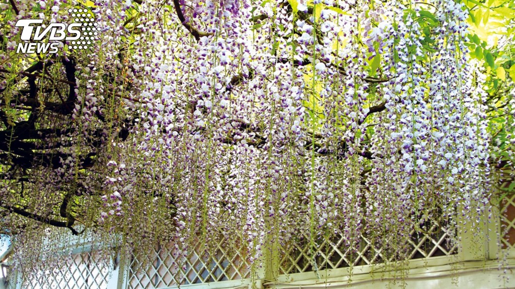 阿里山花季謝幕 紫藤接替營造紫色浪漫