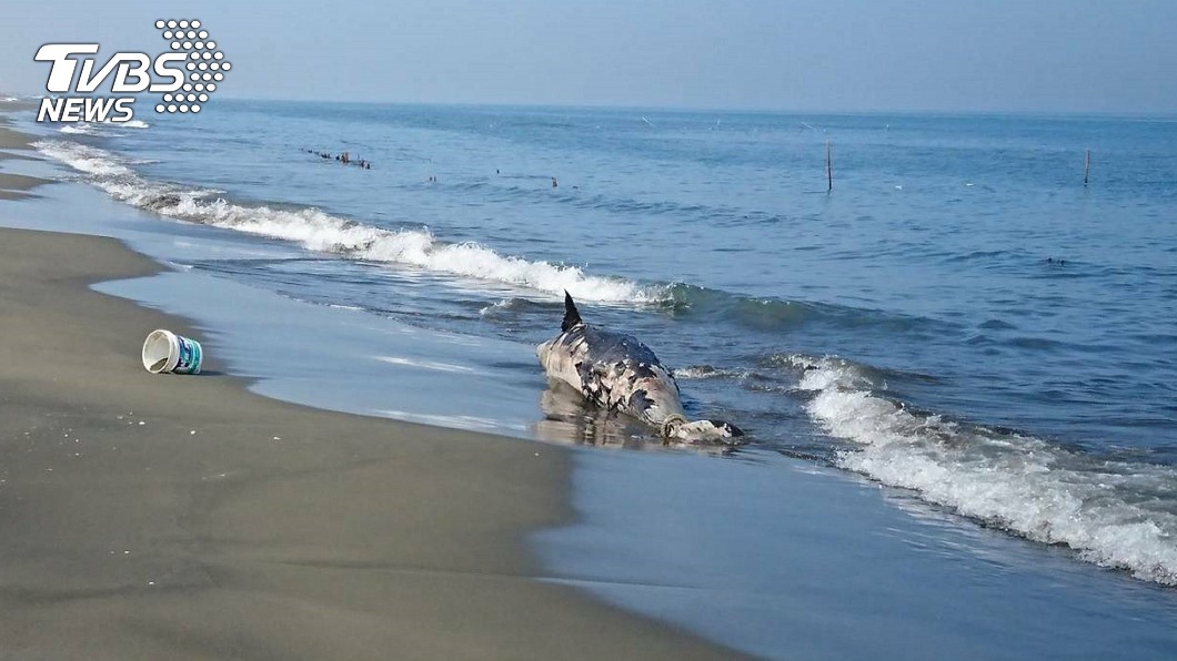 台南七股海灘　發現擱淺死亡偽虎鯨