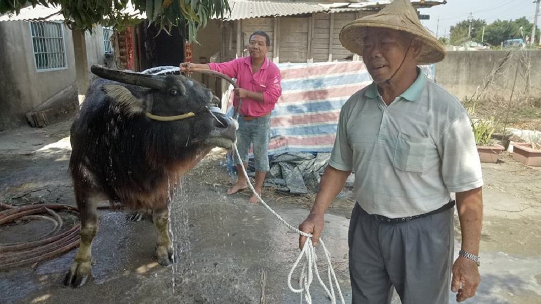 要把水牛送出錢,陳保來和兒子特地幫牠洗澡。(圖/林家良提供)