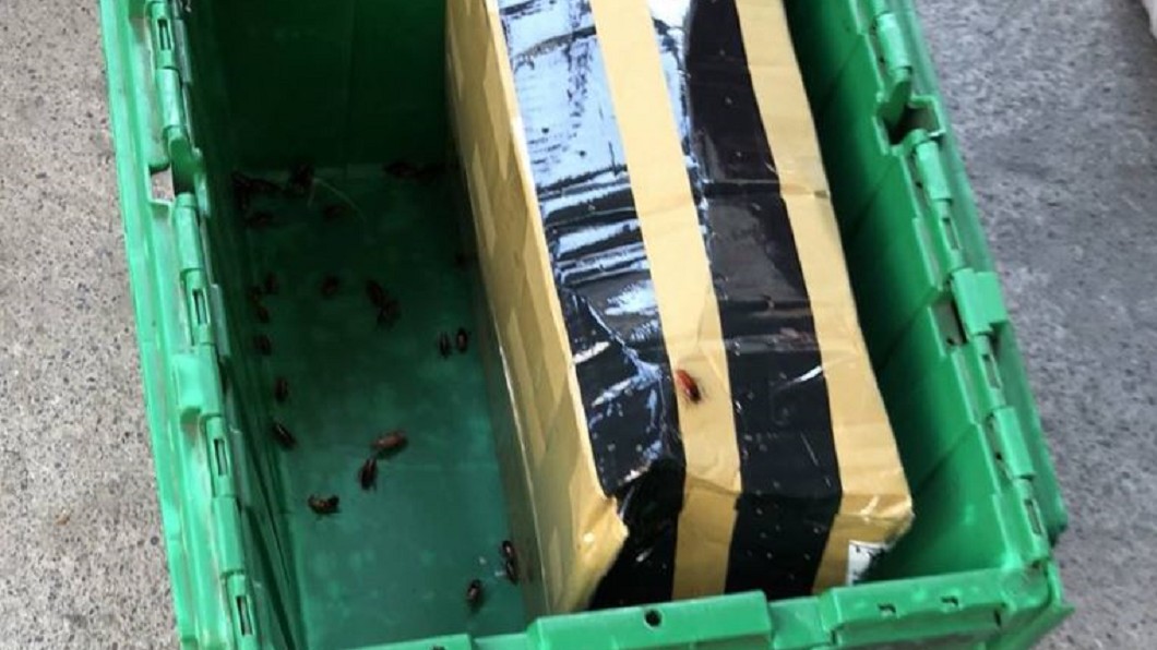 包裹裝「活體蟑螂」！噁黑影爬滿集裝箱　物流員秒崩潰