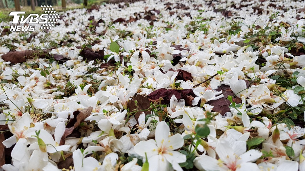 日賞桐花夜觀螢火蟲 古坑處處驚艷