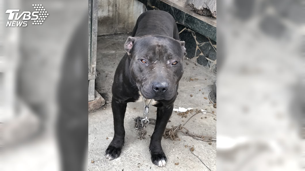 凶殘比特犬咬碎1歲童頭骨　醫開顱救命