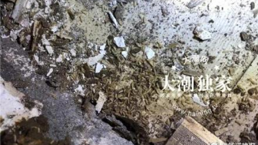 噁!發霉黑點密布 女撬開地板驚見萬蟲蠕動