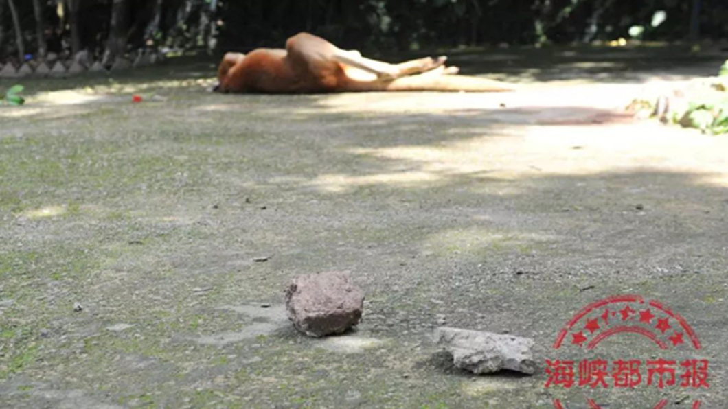 惡劣!遊客拿石頭砸死袋鼠 只因「想看牠們跳躍」