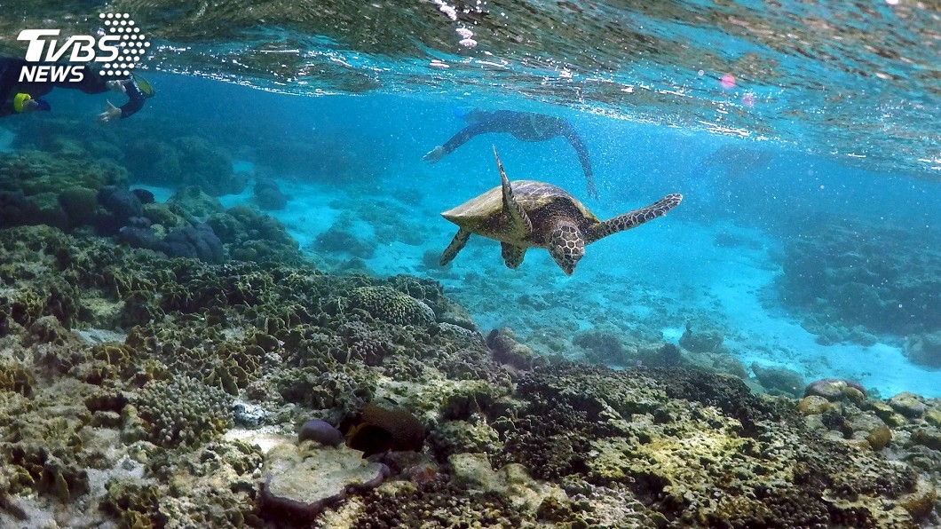 海水升溫 大堡礁珊瑚遭遇災難性死亡