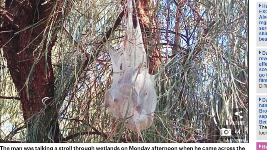 詭異「白色塑膠袋」掛樹上 近看嚇呆網友:千萬別碰!