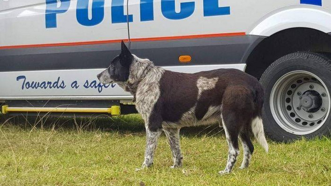 3歲女童樹林迷路　忠犬整晚陪伴守護