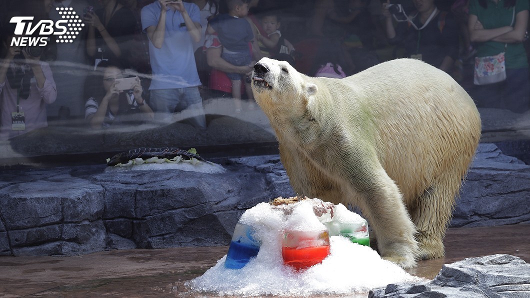 伊努卡永別了… 北極熊衰老動物園忍痛安樂死