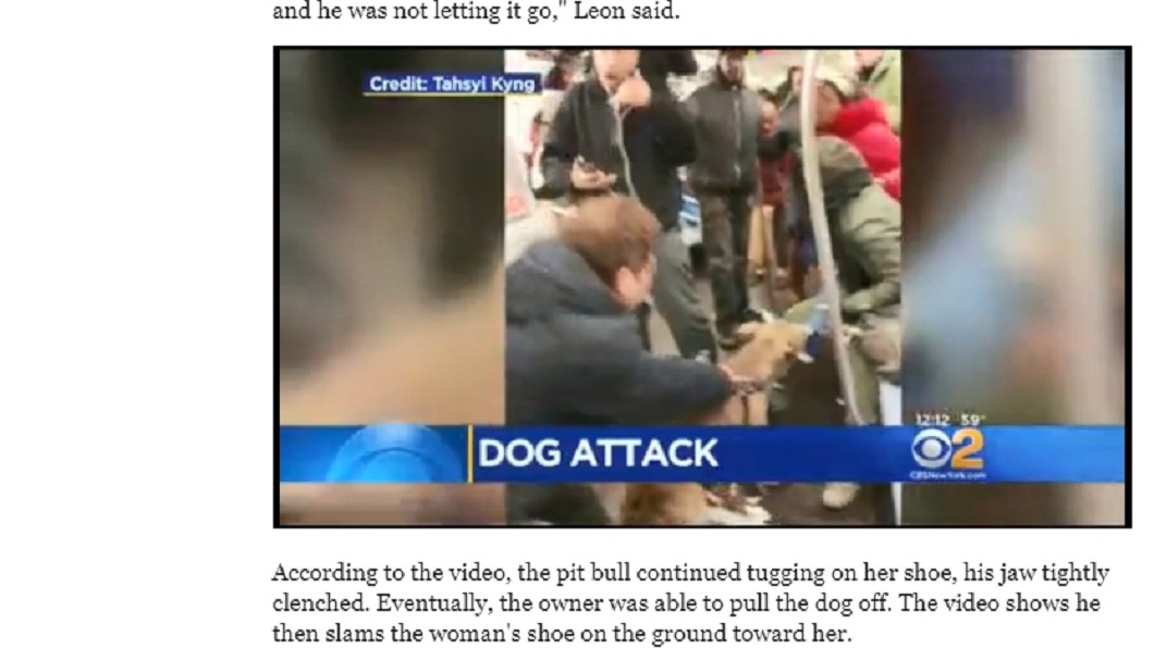 紐約地鐵比特犬攻擊乘客 緊咬鞋不鬆口