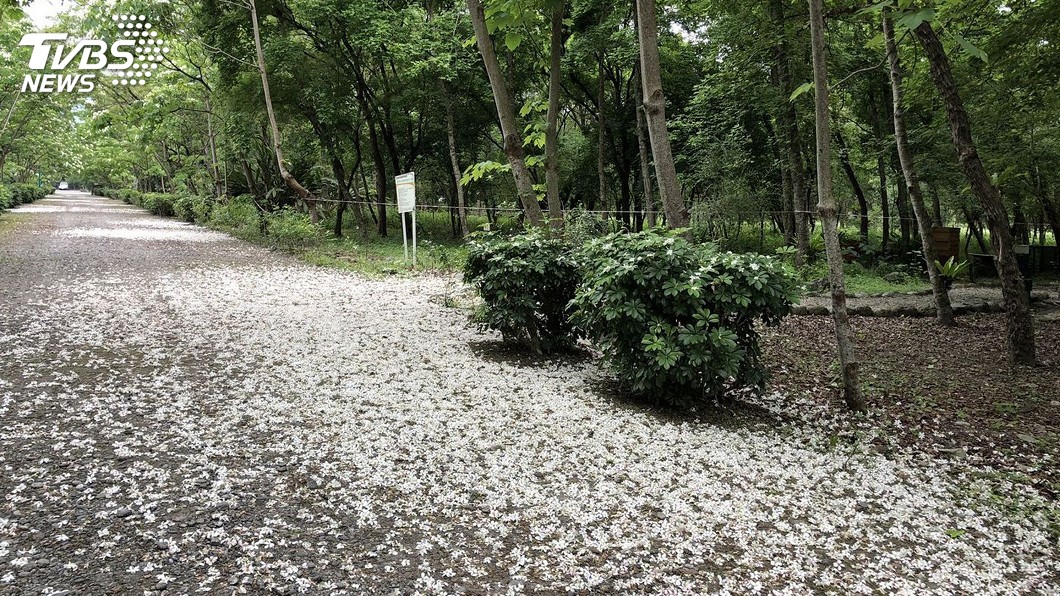 桐花綻放季 28日來花蓮南華林業園區玩市集